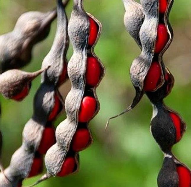 Sophora secundifloa -  Mescalbean, Louro da montanha do Texas, Feijão Mescal, Flor Glicínia do Texas