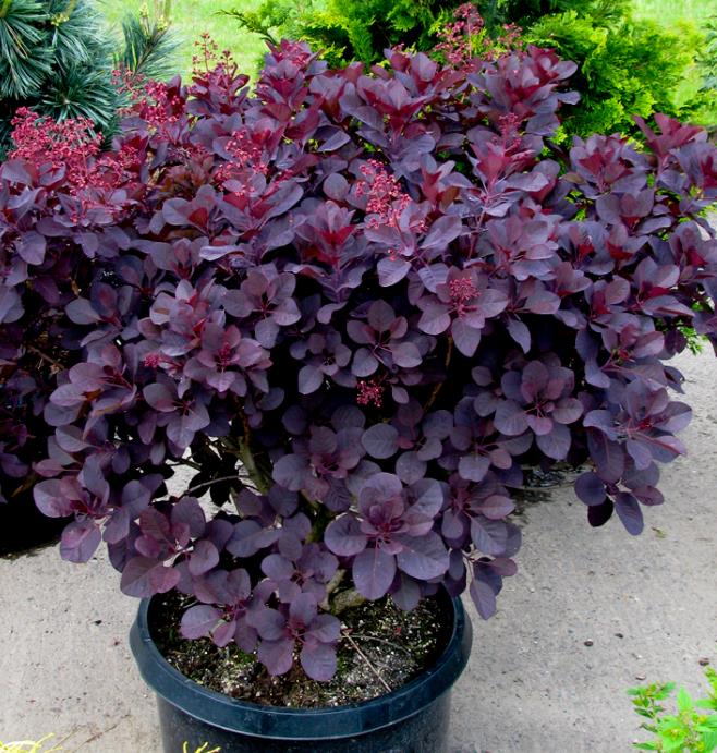 Cotinus coggygria Atropurpurea - Árvore Fumaça Atrorpurpurea, Black Smoke Tree, Purple Smoketree