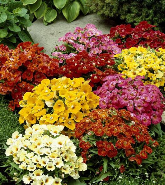 Nemesia strumosa Blaze of Glory (Mix) - Nemésia sedutora (Mix), Jóia do Cabo (Mix), Nemesia Chama da Glória