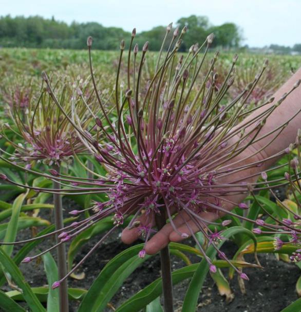 Allium schubertii - Cebola Ornamental Fogos de Artifício