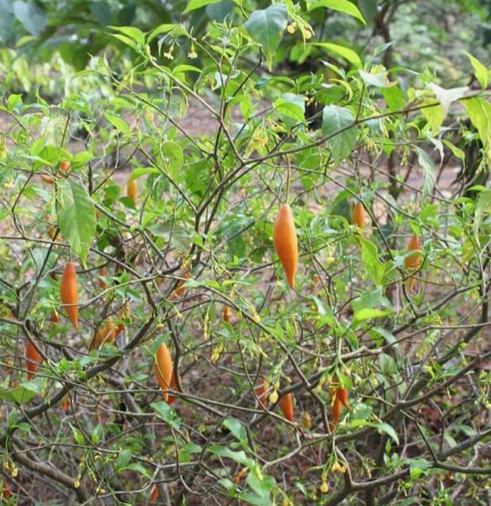 Tabernanthe iboga (Muda) - Iboga, Árvore da Sabedoria, Árvore do Conhecimento, Ibogaina