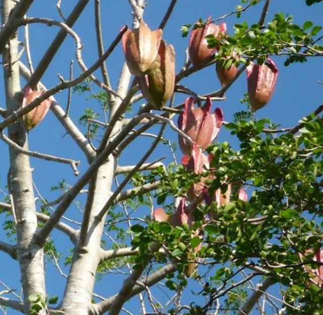 Jacaratia mexicana 'Maroon' - Nome comum: Jacaratia Mexicana, Mamão Papaya Mexicano, Jacarácia, Mamão B
