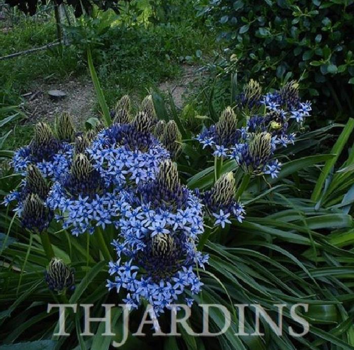 Scilla peruviana - Lirio do Caribe, Estrela do Peru, Lírio Cubano, Jacinto de Portugal