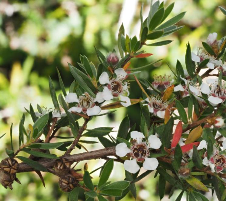 Leptospermum grandiflorum - Árvore de Chá das Flores Grandes, Árvore de Chá do Outono, Autumn Tea Tree