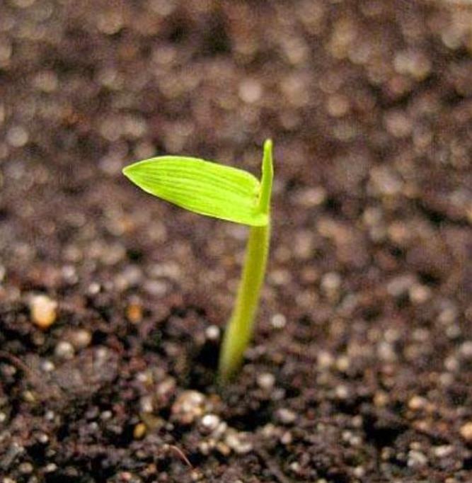 Phyllostachys pubescens (Phyllostachys edulis) - Bambu Mossô, Bambu Gigante Mossô