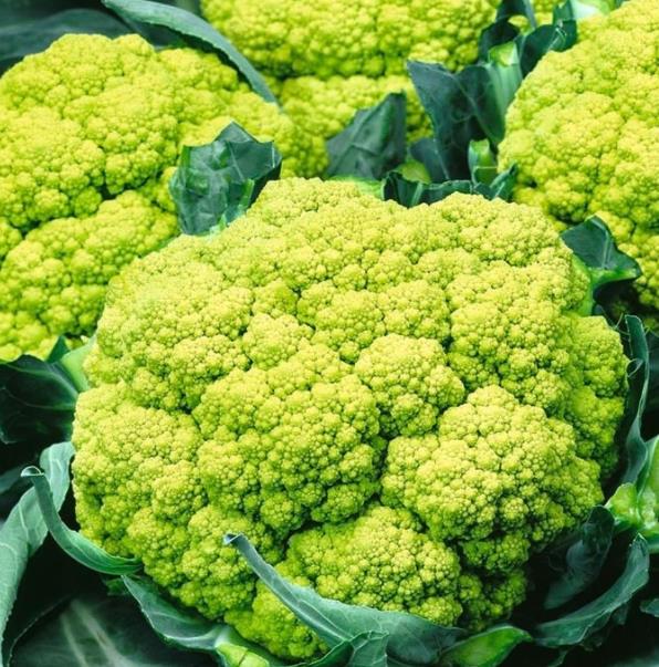 Brassica oleracea "Green Macerata" - Couve Flor Verde, Couve-Flor Cabeça Verde, Couve Flor Green Macerata