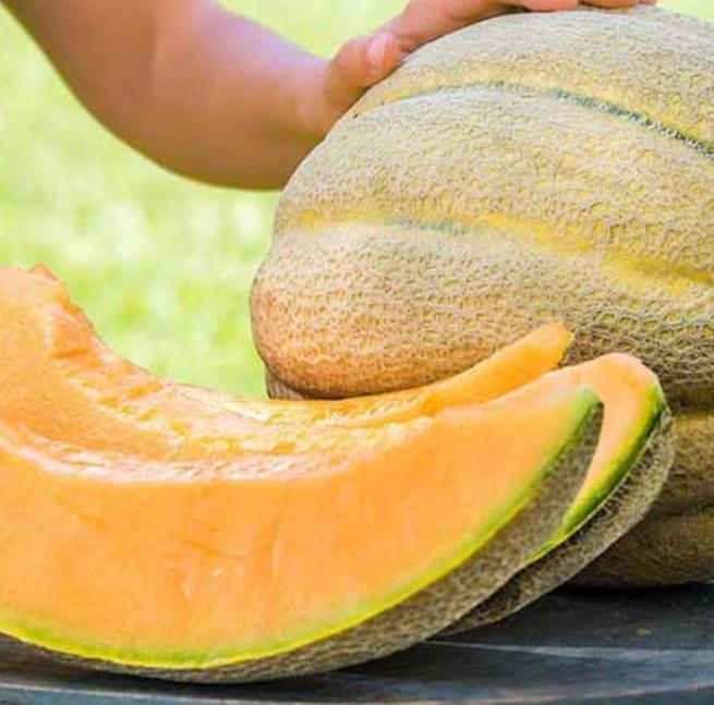 Cucumis melo "Guinnes" North Carolina Giant Cantaloupe - Melão Gigante Guinnes Cantaloupe, Melão Cantaloupe Gigante da C