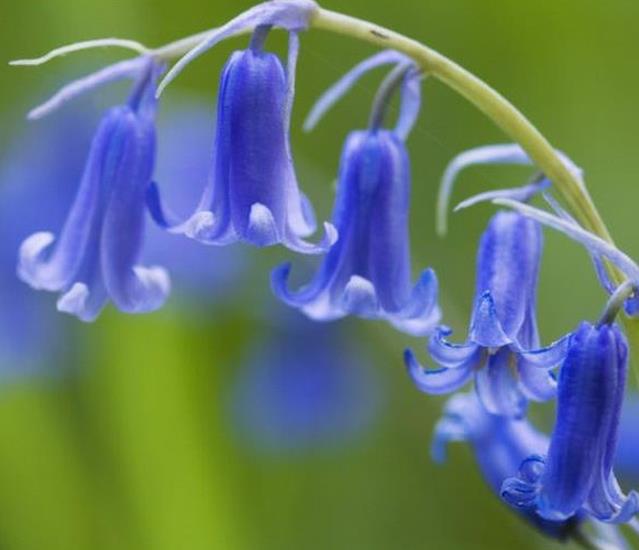 Hyacinthoides non-scripta - Bluebells, Sino das Estrelas, Sino das Fadas, Flor de Fadas, Jacinto Selvagem En