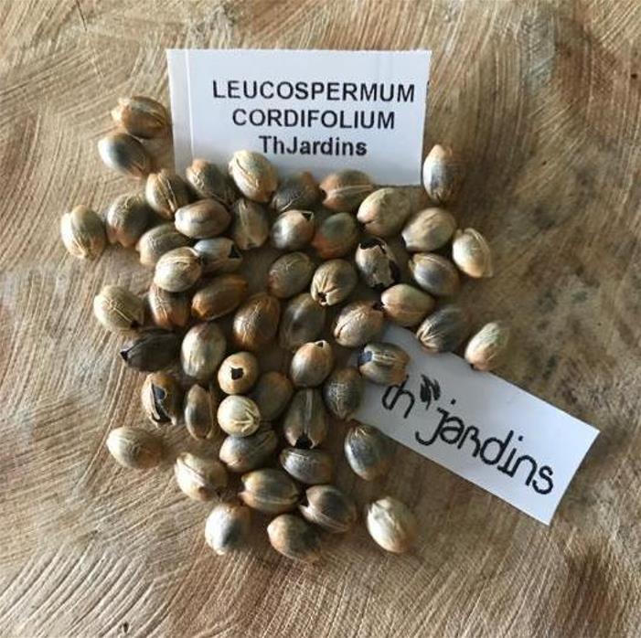 Leucospermum cordifolium - Protea Alfineteiro Ornamental, Almofada de Alfinetes, Pincushion