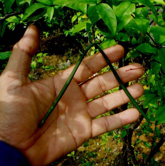 Wrightia religiosa (Echites religiosus) - Budista sagrado, Jasmim de água, Flor sagrada
