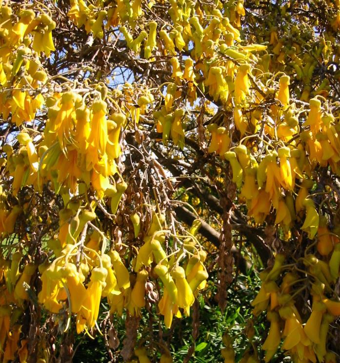 Sophora tetraptera - Kowhai, Árvore Laburnum da Nova Zelândia