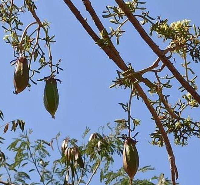 Jacaratia mexicana 'Maroon' - Nome comum: Jacaratia Mexicana, Mamão Papaya Mexicano, Jacarácia, Mamão B