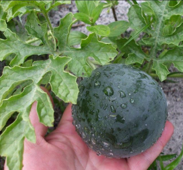 Citrullus lanatus Sugar Baby (VERDADEIRA) - Melancia Doce Mini, Mini Melancia doce