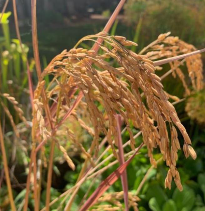 Oryza sativa Black madras  - Arroz ornamental  comestível Black madras, arroz Chartreuse (comestível)