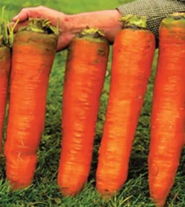 Nomenclatura botânica: Daucus carota Sativus 'Autumn King' (C. O.) - Cenoura Gigante Rei do Outono, Cenoura Rei do Outon