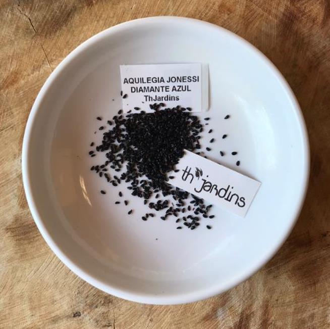 Aquilegia jonessi x Aquilegia saximontana - Aquilegia Diamante Azul, Rosa Columbina Diamante Azul