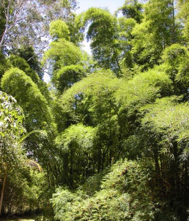Dendrocalamus membranaceus - Bambu Branco Gigante, Bambu Gigante, Bambu Branco