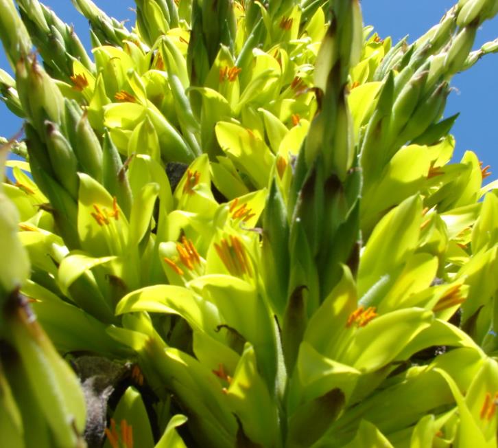 Puya chilensis - Bromélia do Chile, Chagual