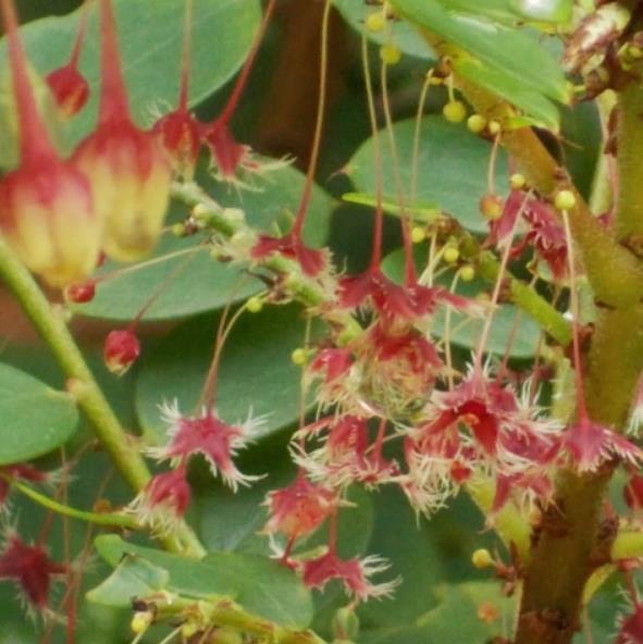 Phyllanthus pulcher - Groselha da Tailândia, Phyllanthus Bela, Phyllanthus Belo