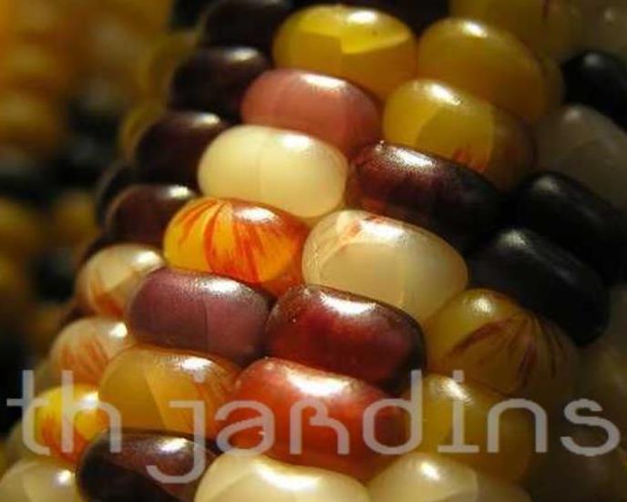 Zea mays Wade's Giant Indian Corn (C.O.) - Milho Gigante, Milho Gigante Indiano