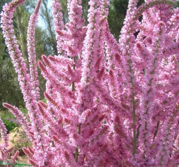 Psylliostachys suworowii Pink Pokers - Alecrim Do Pântano, Alecrim Pink Pokers, Lavanda Mar, Limonium Suworowii
