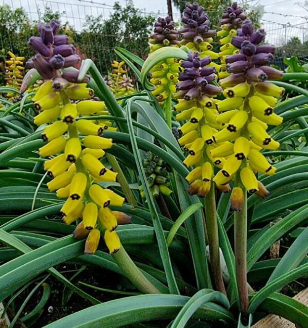 Muscari macrocarpum Golden Fragance - Jacinto Uva Dourado, Jacinto Uva Fragrância de Ouro