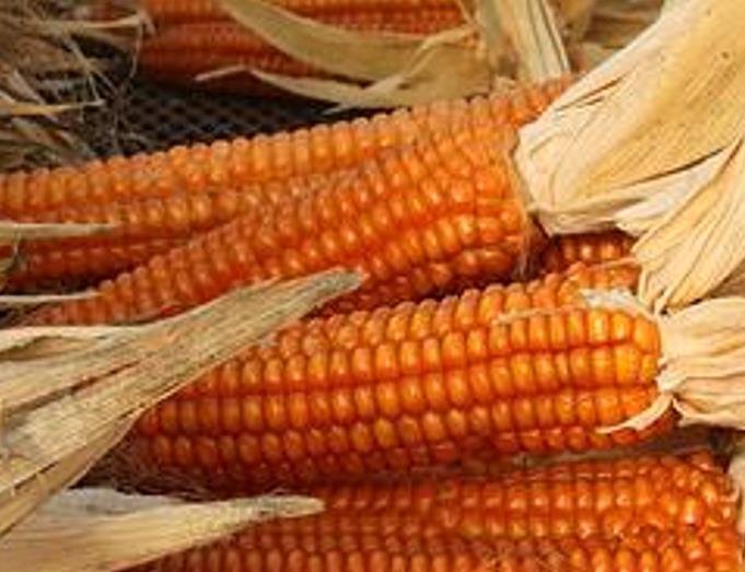Zea mays Bronze Orange (C. O.) - Milho Laranja Bronze