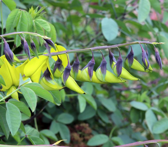 Crotalaria agatiflora -  Arbusto Canário, Arbusto Beija Flor, Flor Pássaro, Birdflower