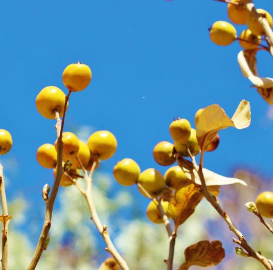 Crataegus mexicana - Planta do coração, tejocote, mini-maça mexicana