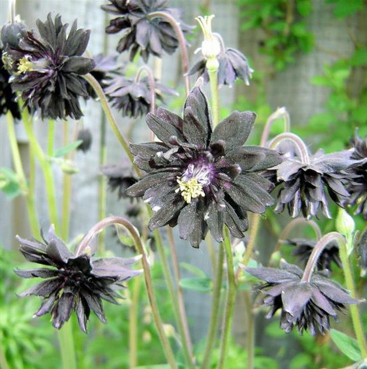 Aquilegia vulgaris Stellata Nora Barlow Black - Aquilegia Flor de Clematis Negra, Rosa Columbina Negra, Aquilegia Barlow