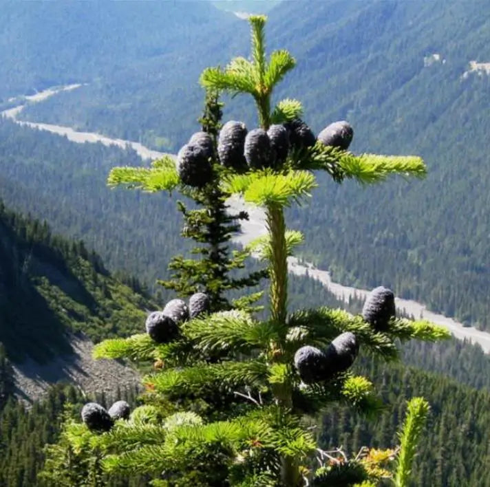 Abies amabilis - Abeto de Prata, Abeto Prateado do Pacífico, Cascade Silver Fir