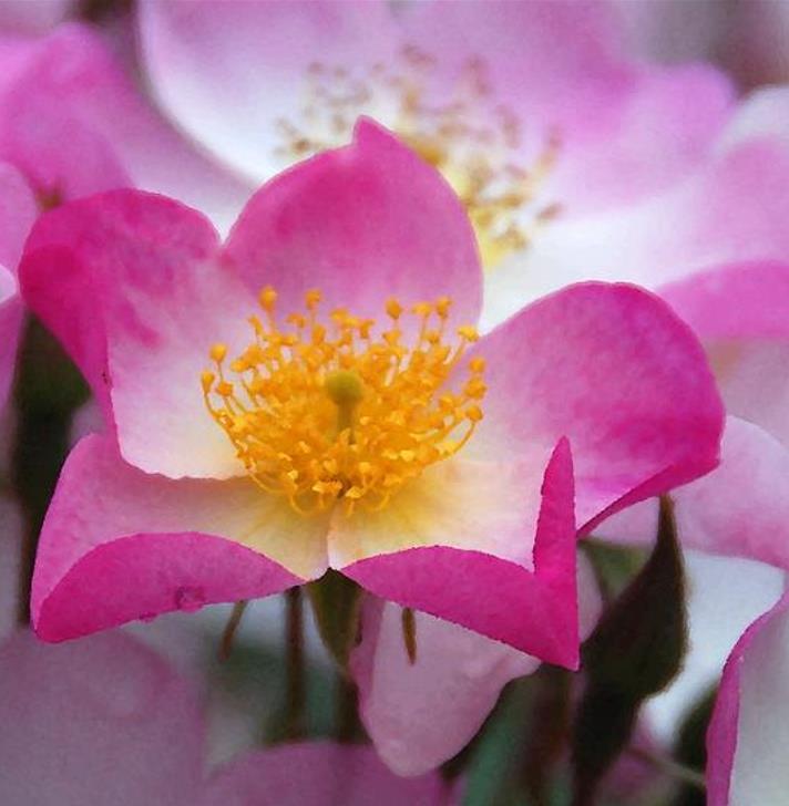 Rosa canina -  Trepadeira Rosa Mosqueta Canina, Rosa selvagem, Rosa silvestre, Rosa canina