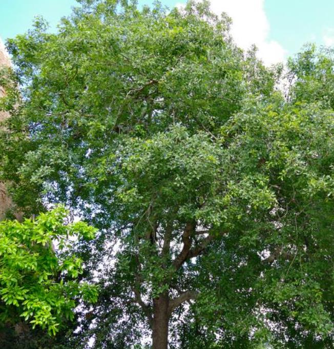 Berchemia discolor - Ameixeira africana, Árvore do Marfim castanho
