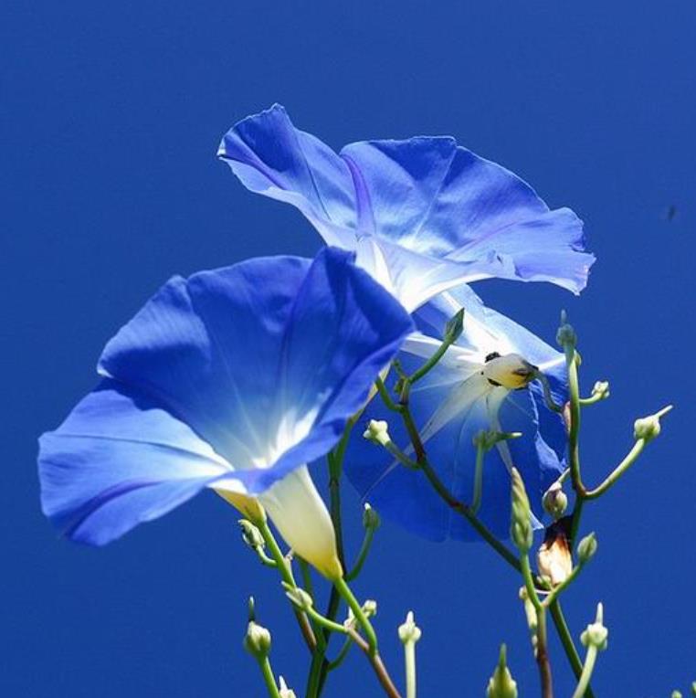 Ipomoea tricolor - Trepadeira Glória da manhã, Morning glory, Corda de viola, Campainha, Tililtzin,