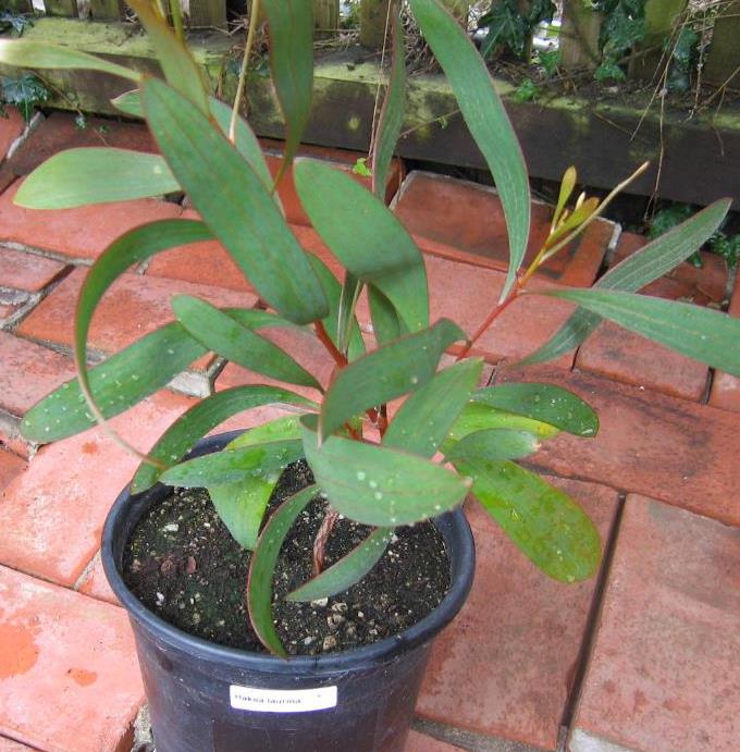 Hakea laurina - Protea Hakea Almofada de Alfinetes, Pincushion Hakea, Hakea Ouriço do Mar