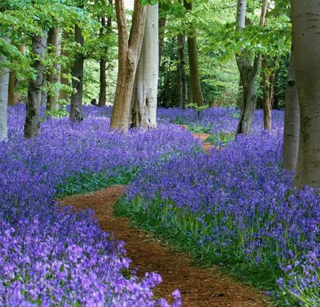 Hyacinthoides non-scripta - Bluebells, Sino das Estrelas, Sino das Fadas, Flor de Fadas, Jacinto Selvagem En