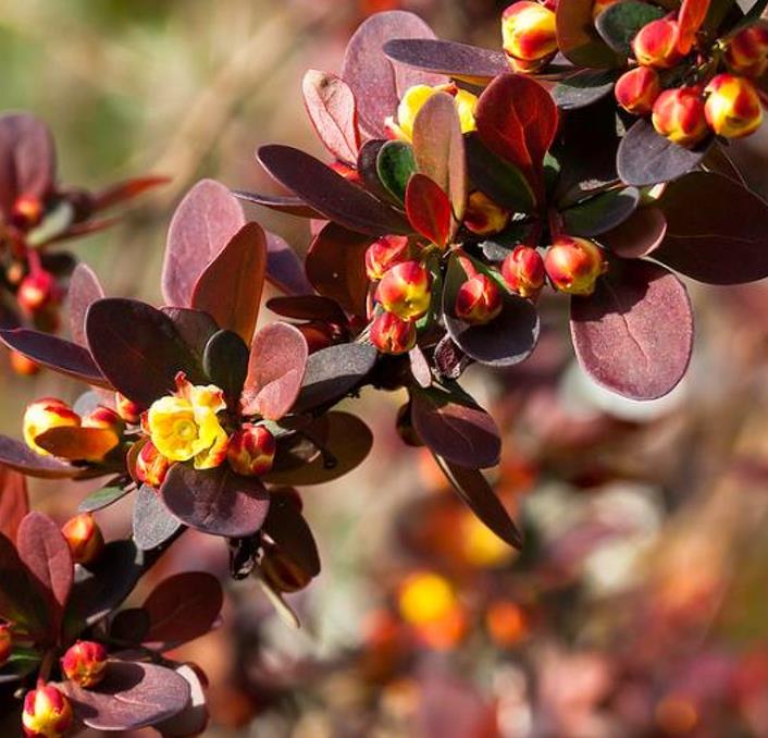 Berberis thunbergii Atropurpurea - Berberis Atropurpurea, Bérbere Japonês, Uva do Japão, Uva dos Jardins