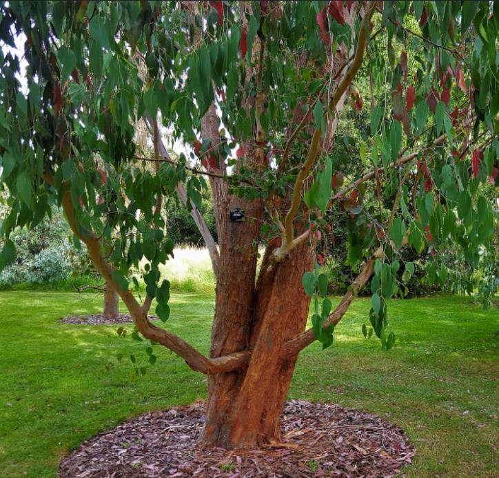 Eucalyptus delegatensis - Eucalipto Gigante, Eucalipto Carvalho da Tasmânia, Eucalipto Goma-Top Madeira Fo