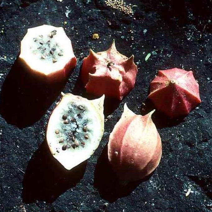 Jarilla chocola - Jarilla Chocolate, Mamão Chocolate, Jarilla
