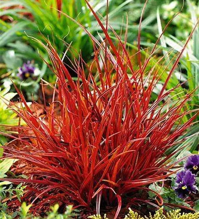 Uncinia rubra - Grama Vermelha