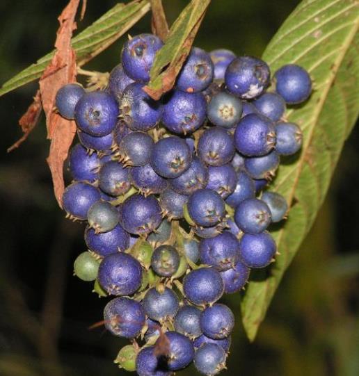 Bertiera guianensis - Bertiera fruto azul