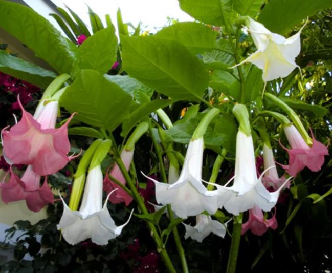 Brugmansia suaveolens var. Rosa - Brugmansia rosa, Árvore Datura Floração rosa, Árvore Trombeta de Anjo rosa