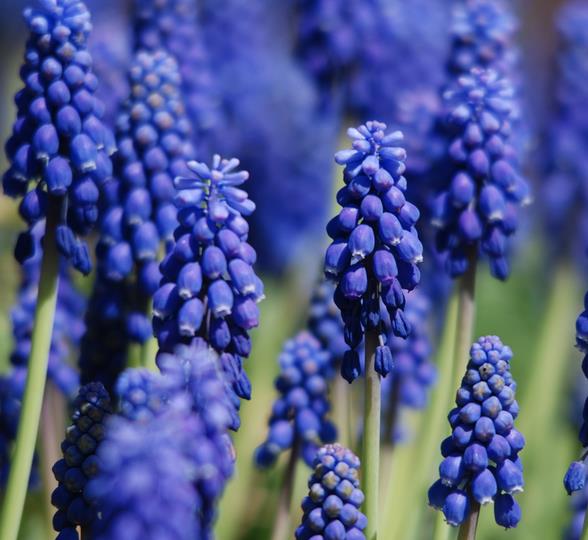 Muscari armeniacum - Jacinto Uva, Jacinto de uva Armênio