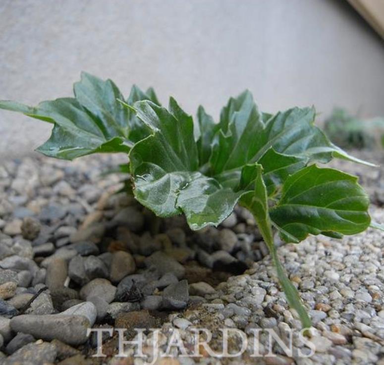 Acanthus mollis - Acanto, Acanto Manso, Erva-Gigante, Pé-de-Urso