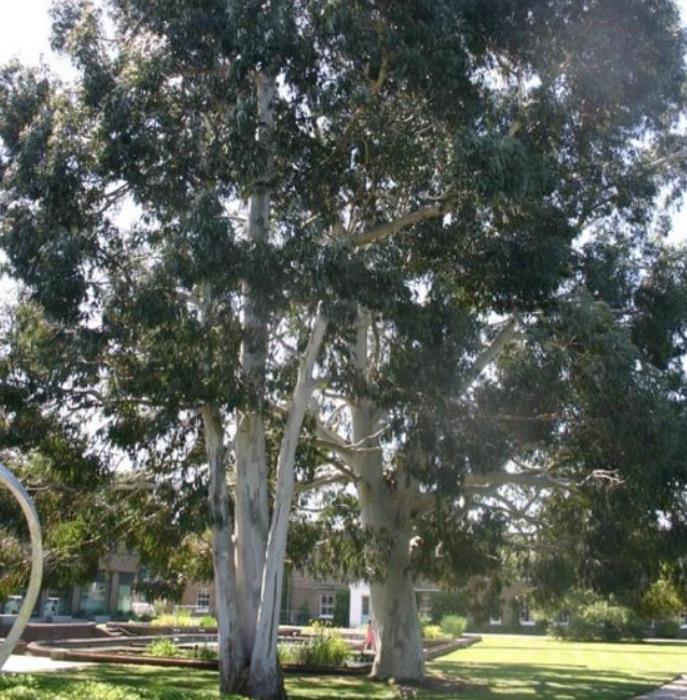 Eucalyptus aggregata - Eucalipto Goma Preta, Black Gum Eucalyptus