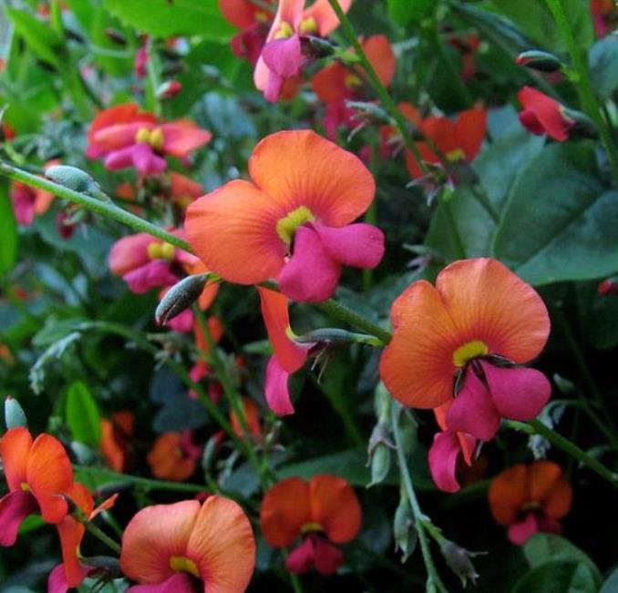 Chorizema diversifolium - Trepadeira Ervilha de Chama, Ervilha Chamas de Fogo, Ervilha Flamejante, Trepade