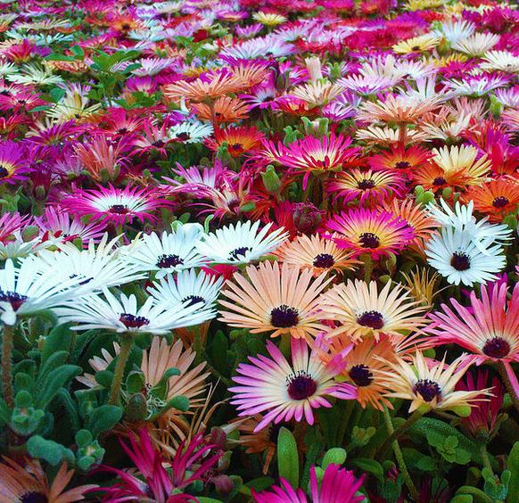 Dorotheanthus bellidiformis mix (Mesembryanthemum criniflorum) - Tapete mágico, Planta gelo, Fábrica de gelo, Magic carp