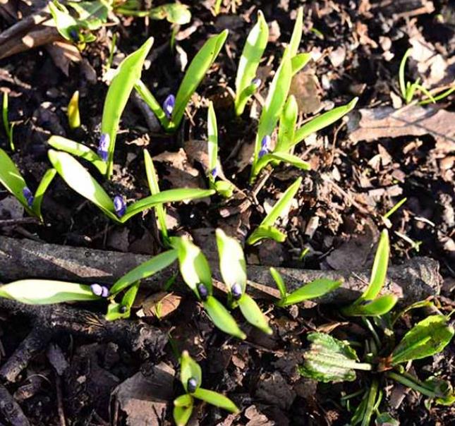 Hyacinthoides non-scripta - Bluebells, Sino das Estrelas, Sino das Fadas, Flor de Fadas, Jacinto Selvagem En