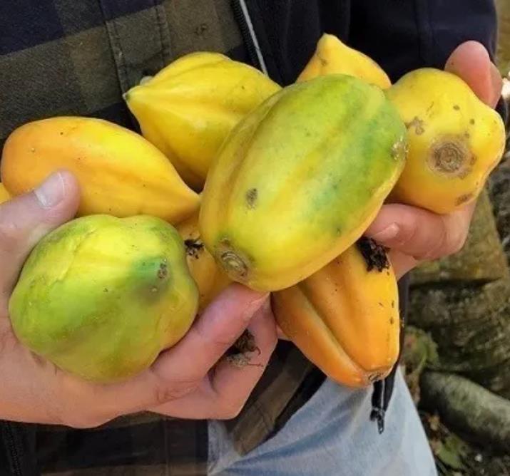 Carica pubescens Cobquecura (Vasconcellea pubescens Cobquecura) - Mamão Papaia Cobquecura, Mamão do Chile, Mamão de Cobq