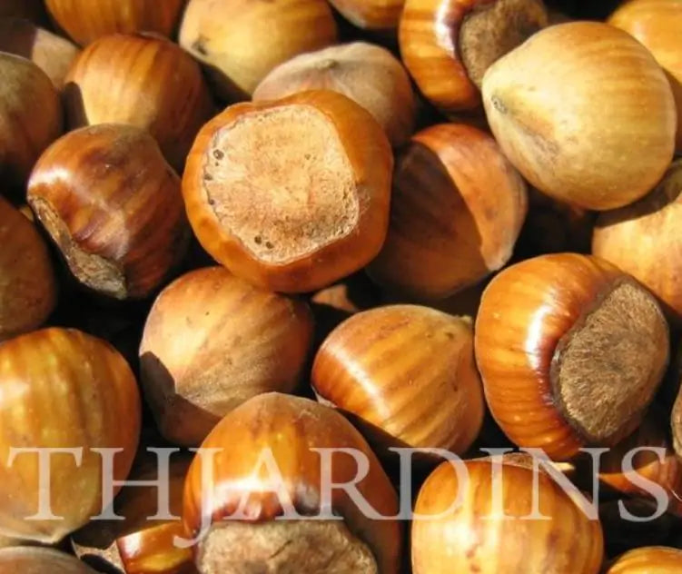 Corylus avellana - Avelã, Avelãs Giresum, Hazelnut